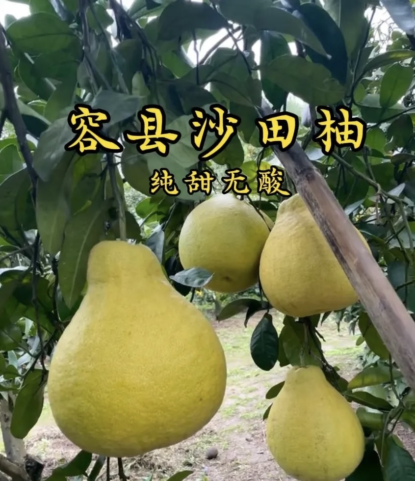 正宗广西容县千秋沙田柚纯甜无酸的果肉