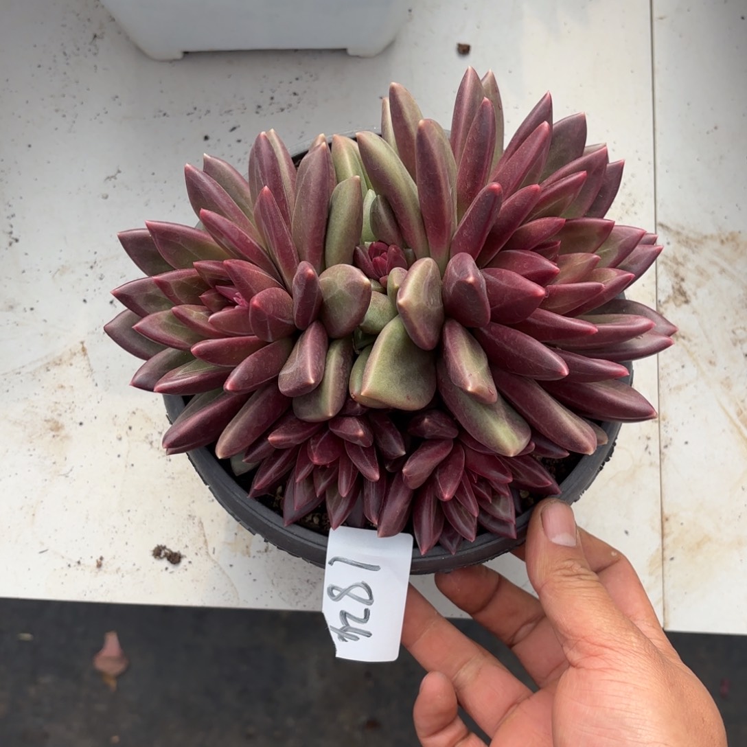 慧***姐1824迷雾泡泡多肉植物