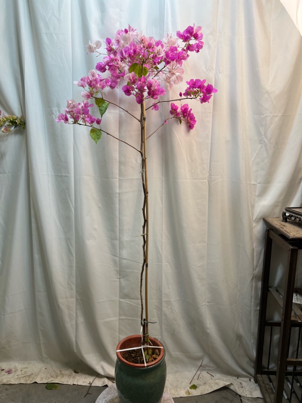 一物一拍 三角梅基地直发（2)