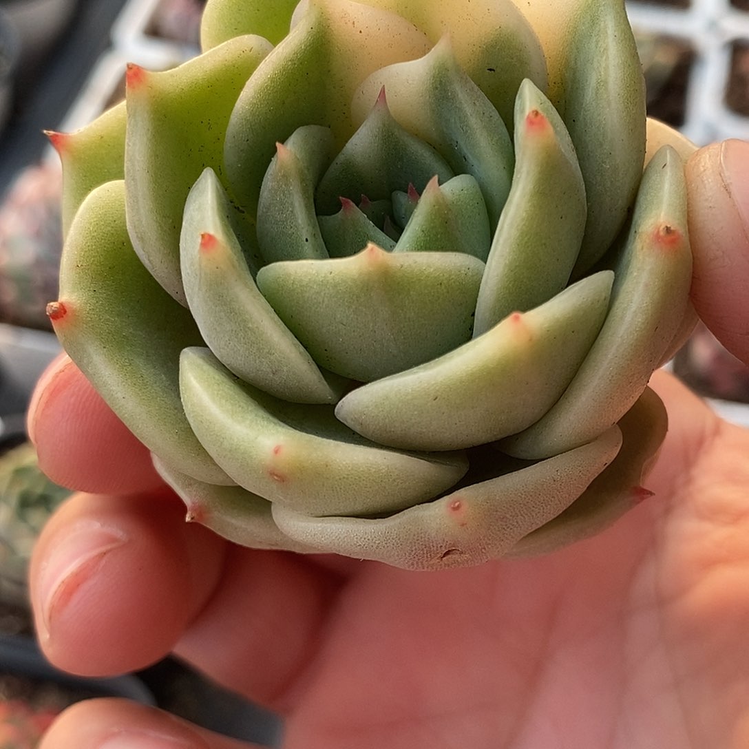 81麒麟座锦多肉植物哇啦塞