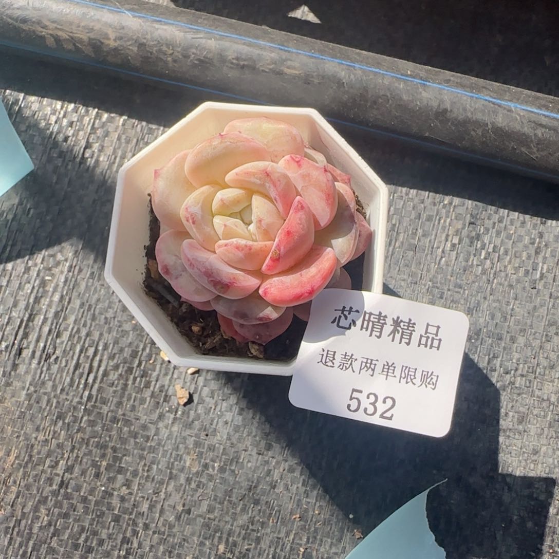 闪购精品多肉532号