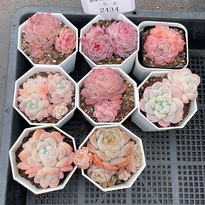薇薇安园艺多肉2434