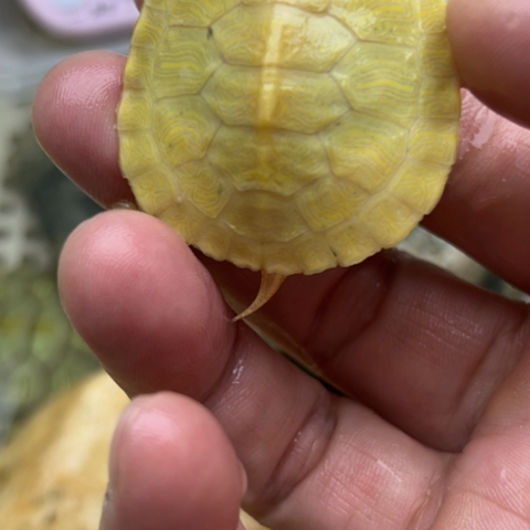绿毛龟不分公母8888888888