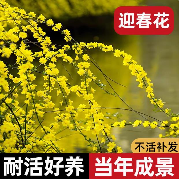 迎春花树苗盆景室内花卉庭院连翘爬藤植物四季办公桌开花耐寒大苗