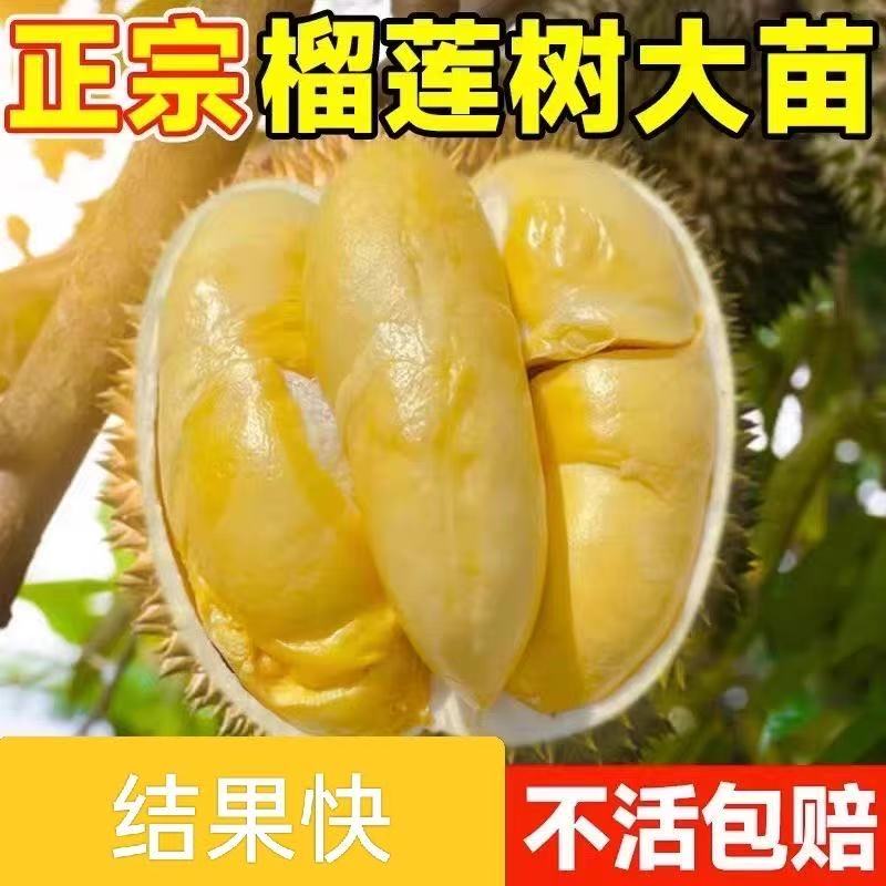 正宗榴莲树苗四季泰国金枕头猫山王盆栽地栽南方可种植