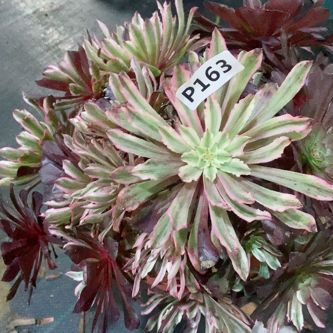 红陶163皱叶仙4多肉