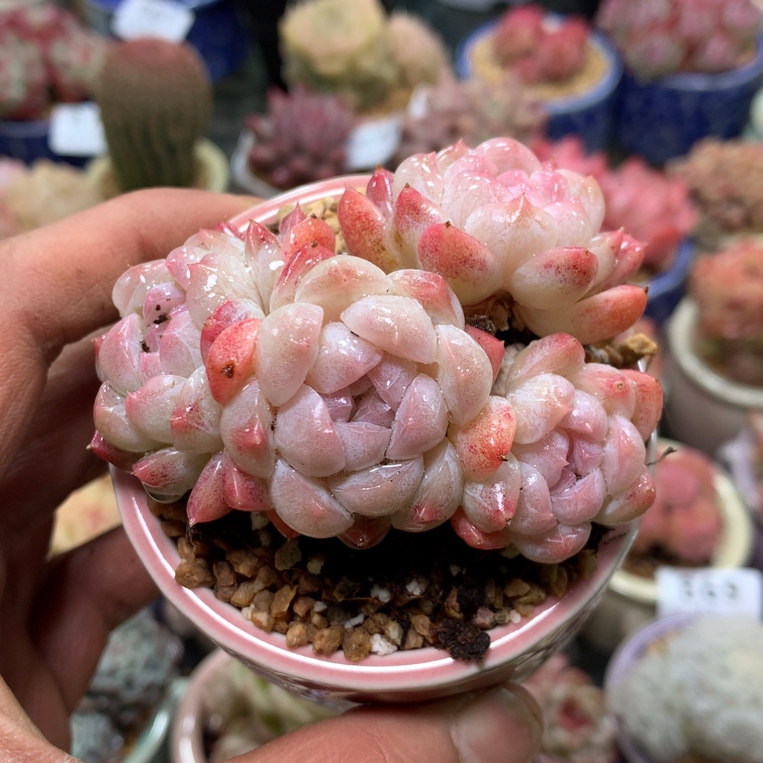 精控拇指盆1.1882