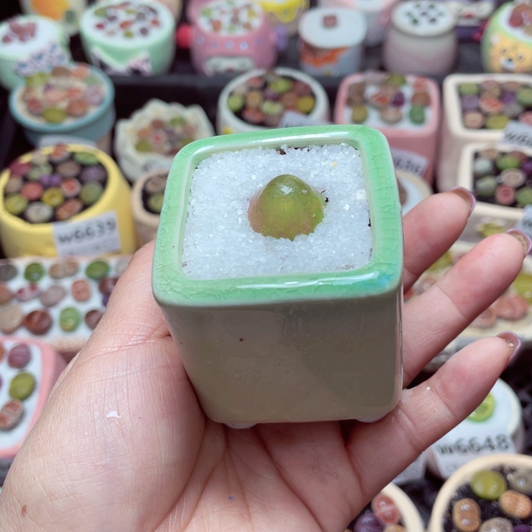 w6654 -零下地区拍保温箱-15支持寄养