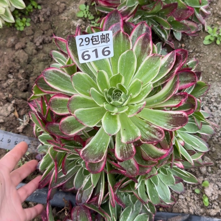 海王……多肉植物……