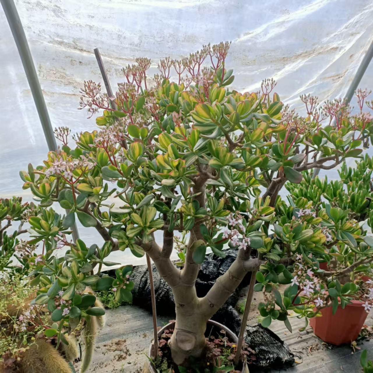 玉树盆栽老桩直播间链接一物一拍