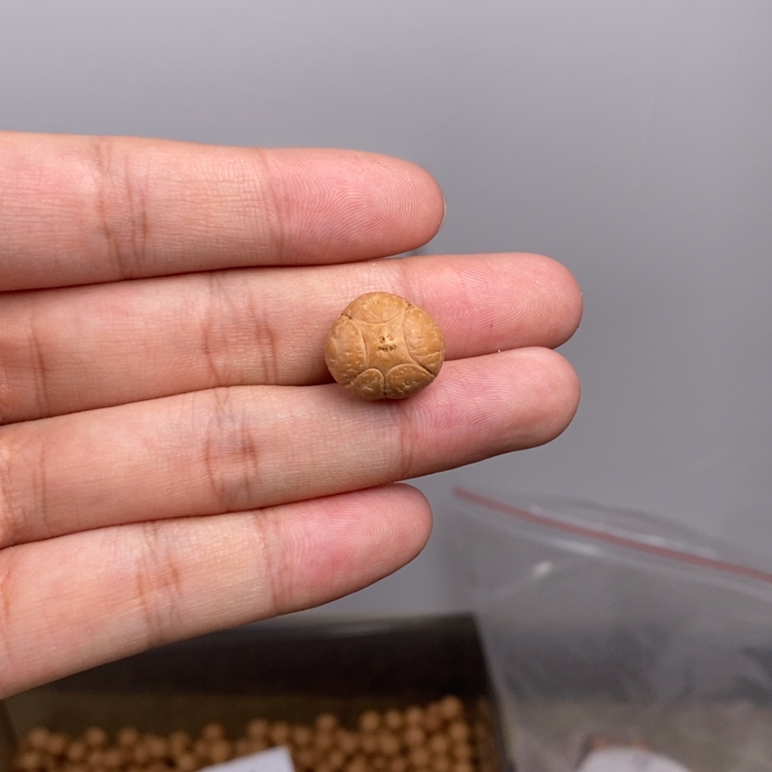 【闪购商品】凤眼菩提手串福利五星三通17mm
