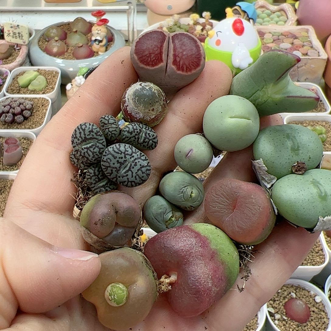 【闪购商品】311 清盒