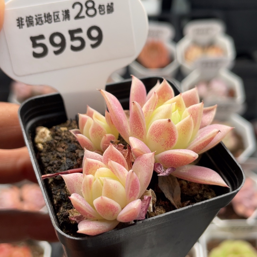 粉蔓莲5959-5.5厘米