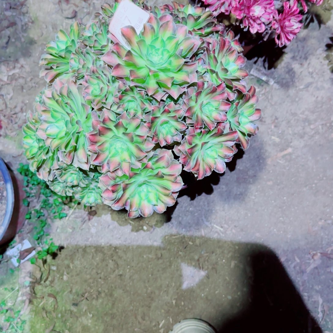 邵华法师多肉027