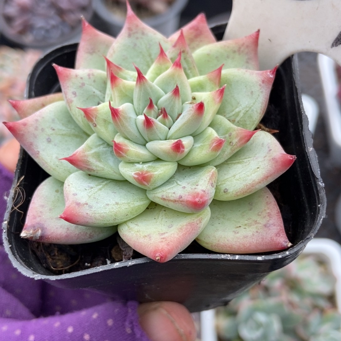 1057婚戒多肉植物多肉