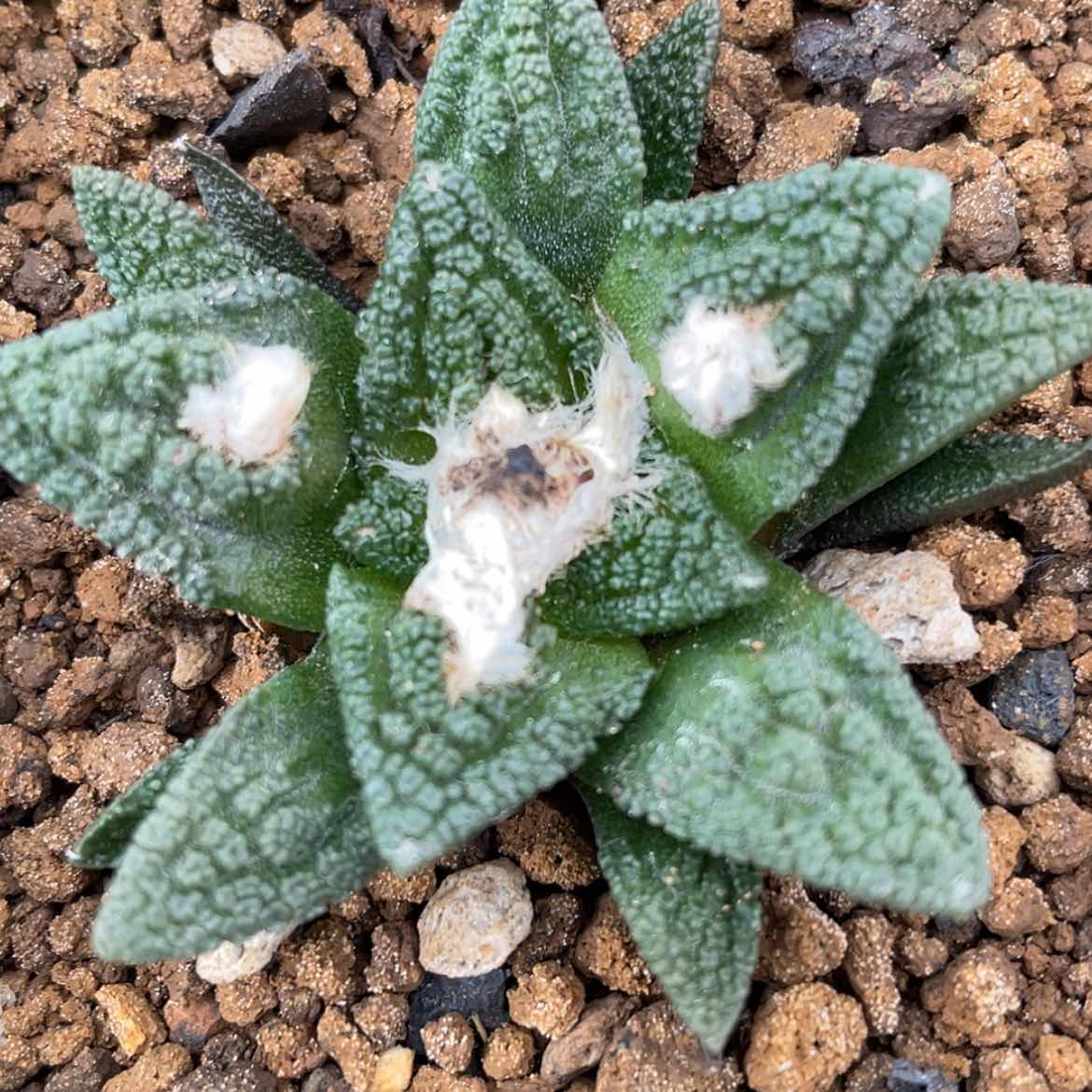 【闪购商品】实生辛顿