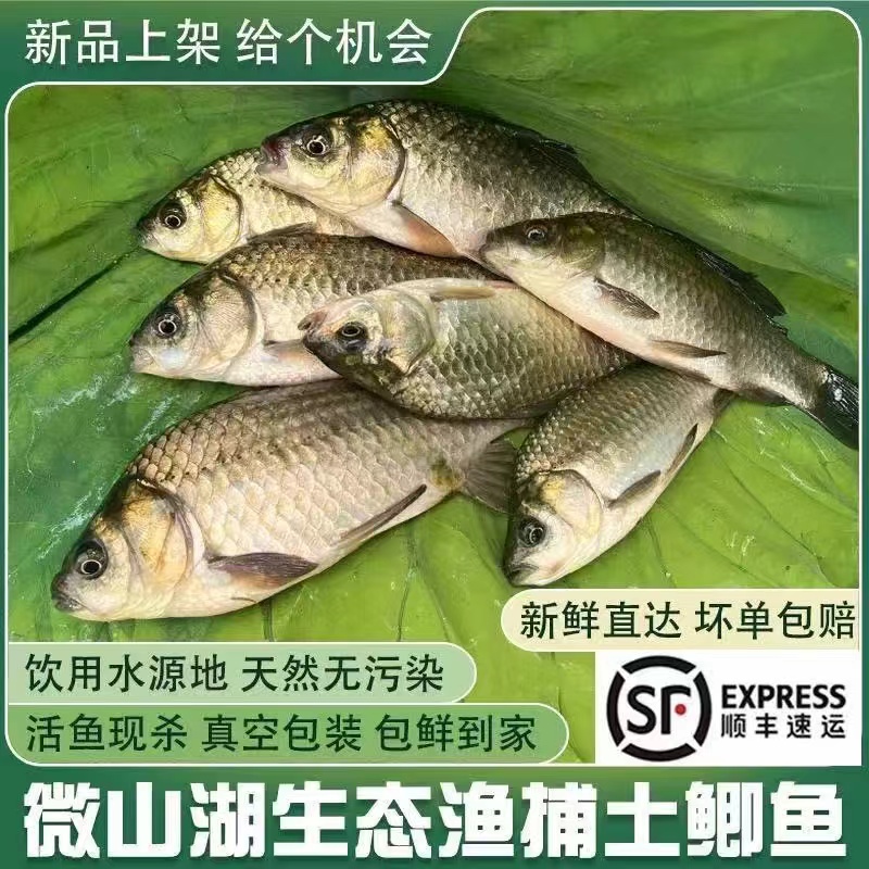 微山湖新鲜野生大鲫鱼鲜活现杀鲫鱼汤土鲫鱼