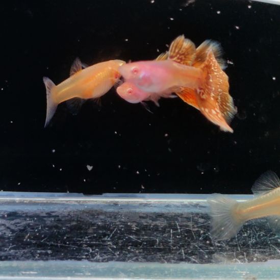 ****了孔雀鱼金属金粉满天星两对