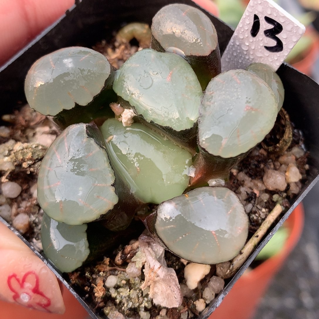 13号红月亮万象一物一拍
