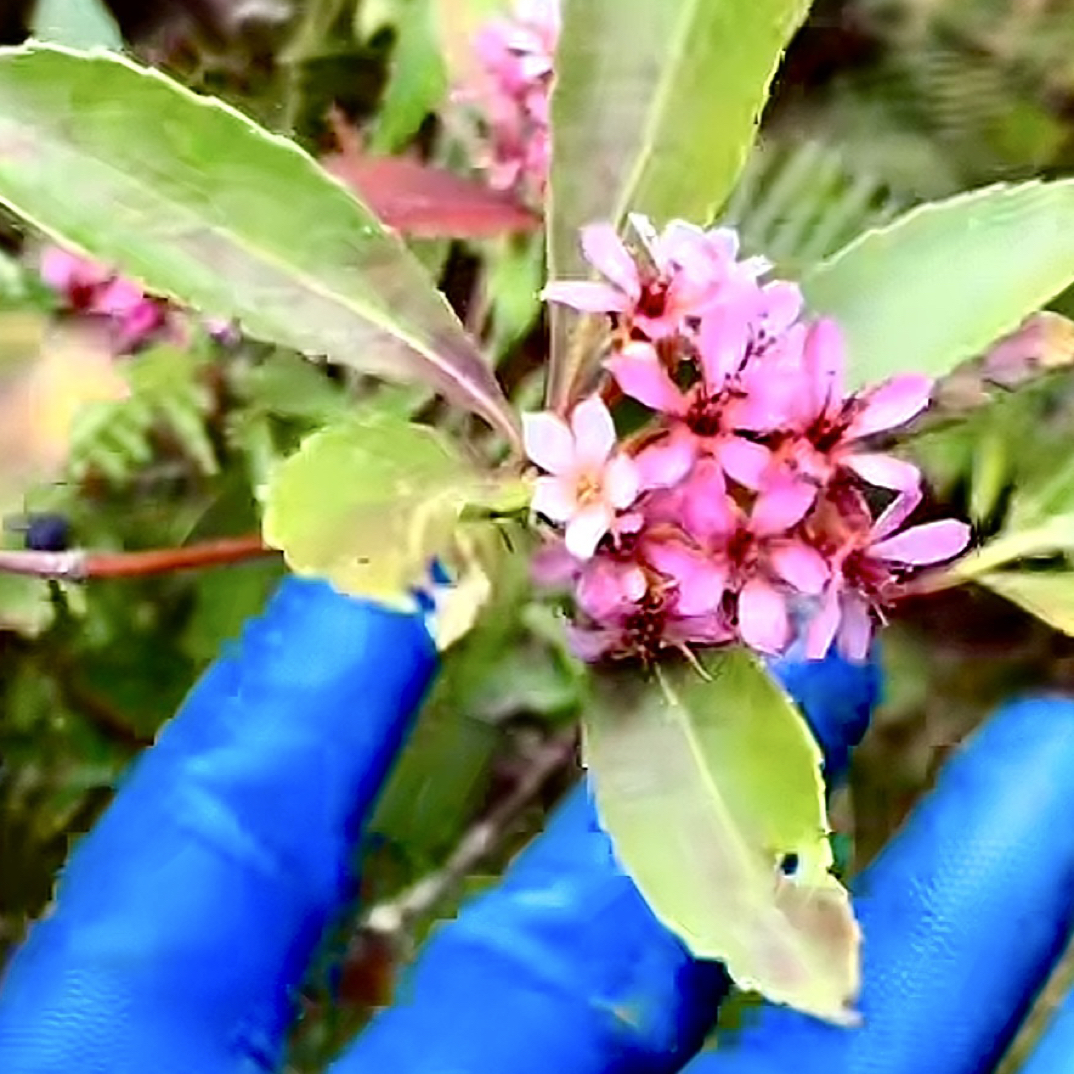 石斑木黄杨绿植，春花，东风桔，栀子花，直播链接一物一拍春花熟桩