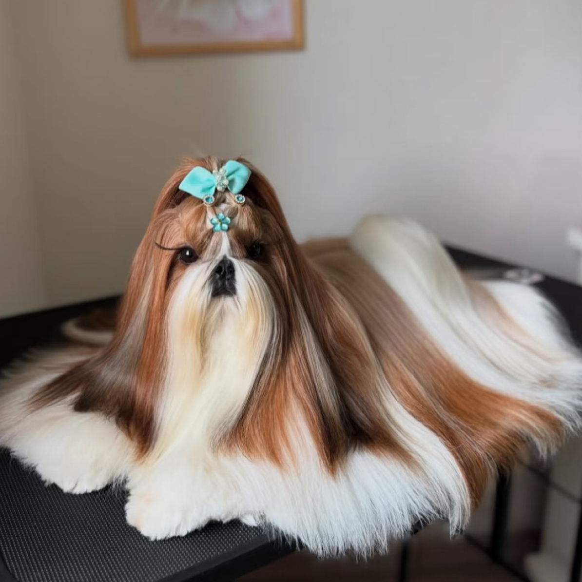特黄白花阿布索犬（拉萨本地繁殖）