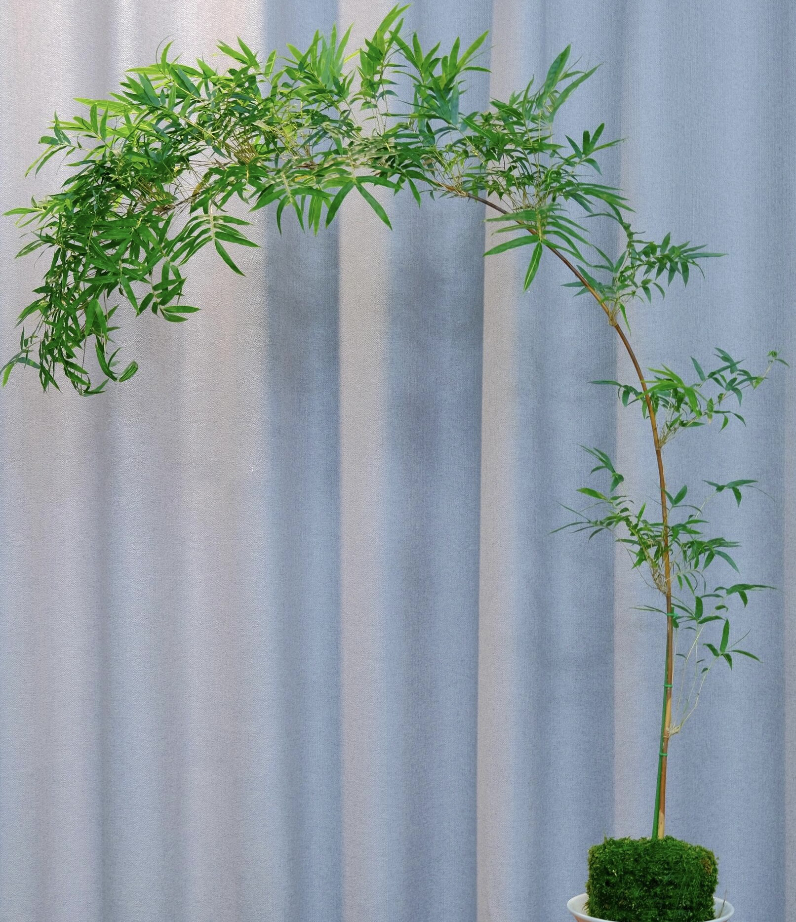 高飘枝红观音竹绿观音竹茶室客厅造景绿植盆栽直立高度2米左右