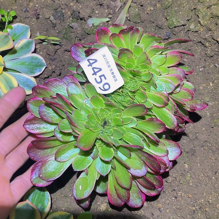 4459黄金缀多肉植物