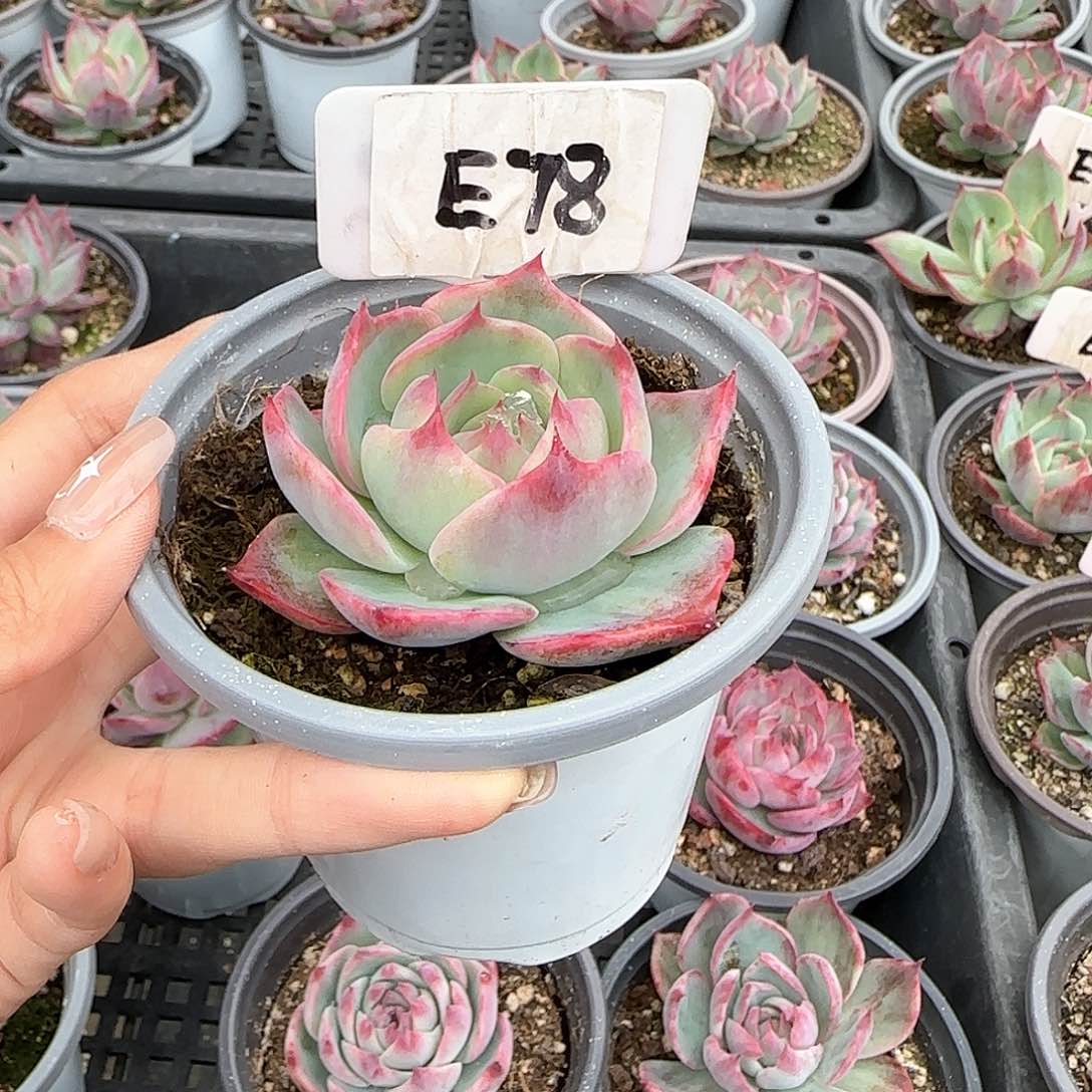 妄*惊鸿仙子E78多肉