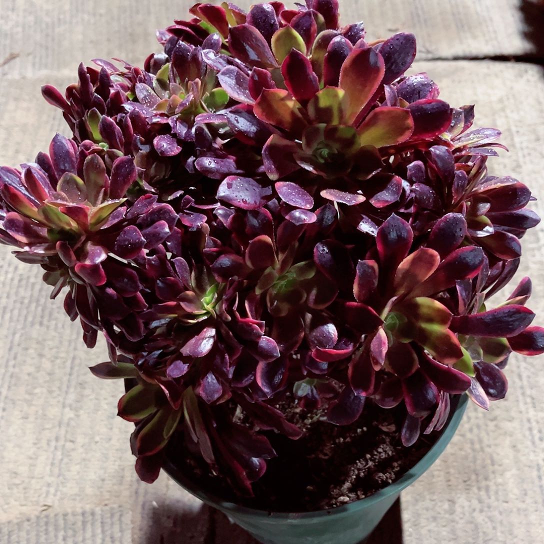 欧嘉莉缀化法师多肉植物