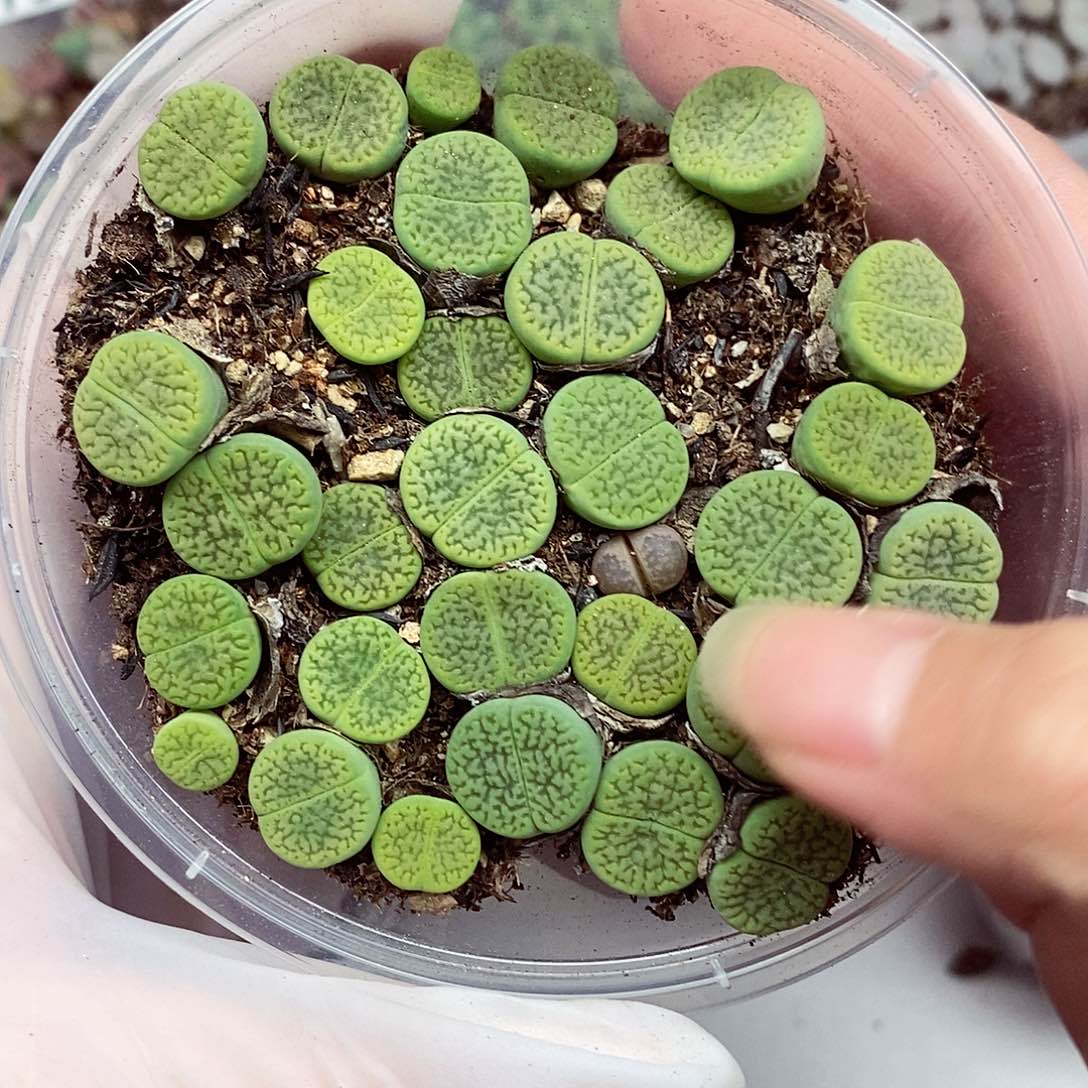 75啦咯啦咯哦哦哦哟 