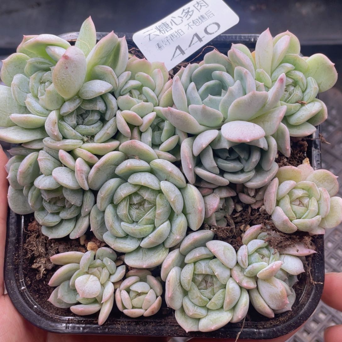 云糖心多肉植物440