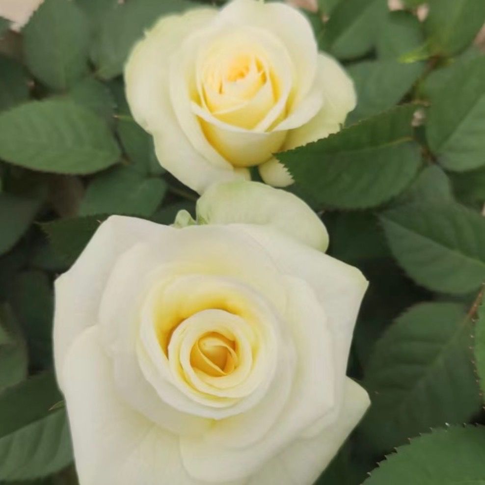 【苹果绿多颗】切花阳台庭院好养护抗病性强花卉绿植月季盆栽