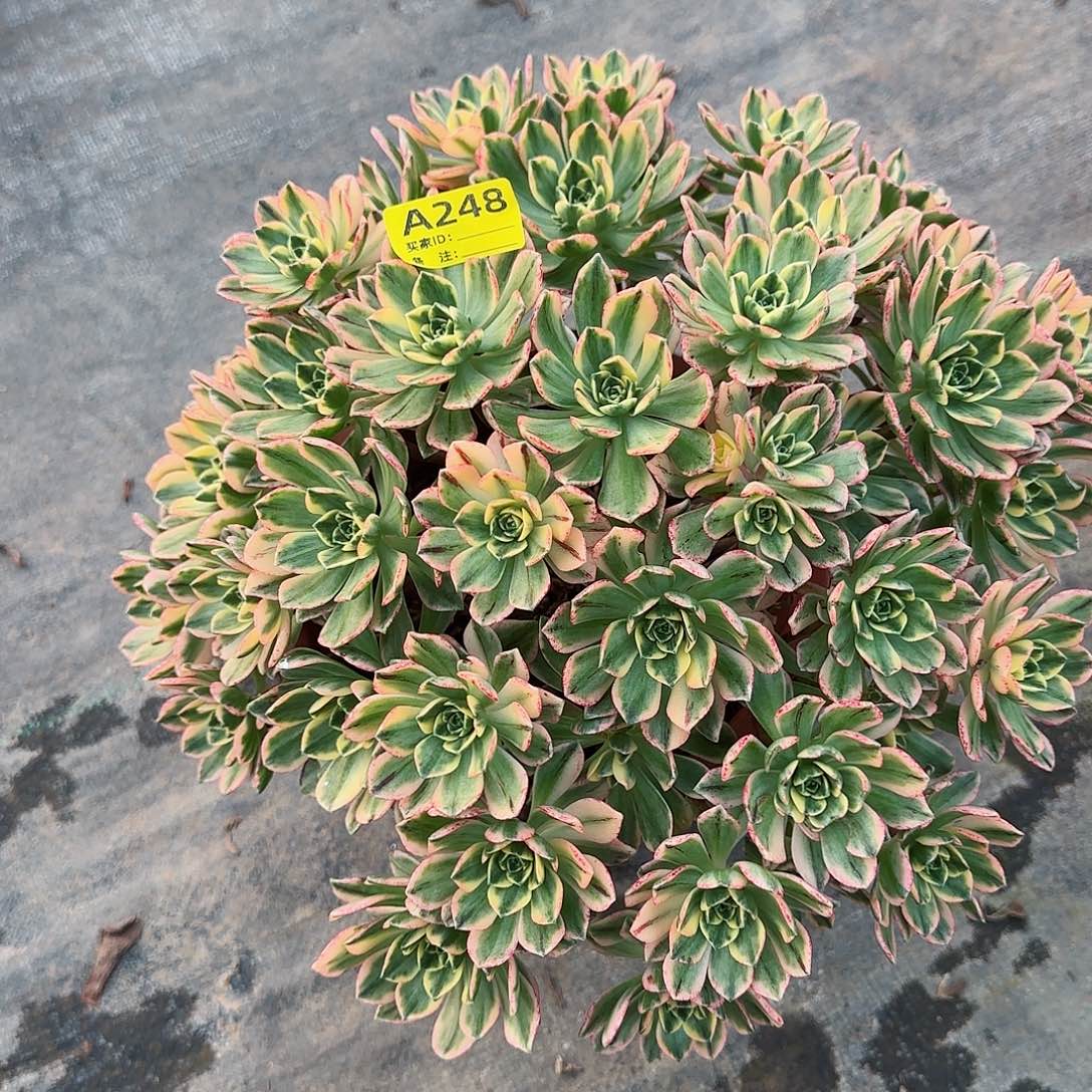 甜茶248多肉多肉