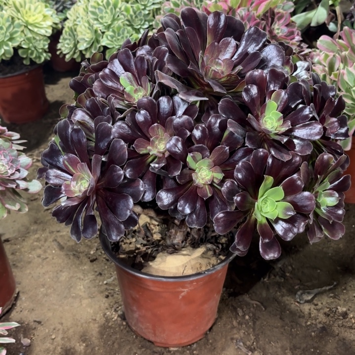 多肉植物法师噢若拉26