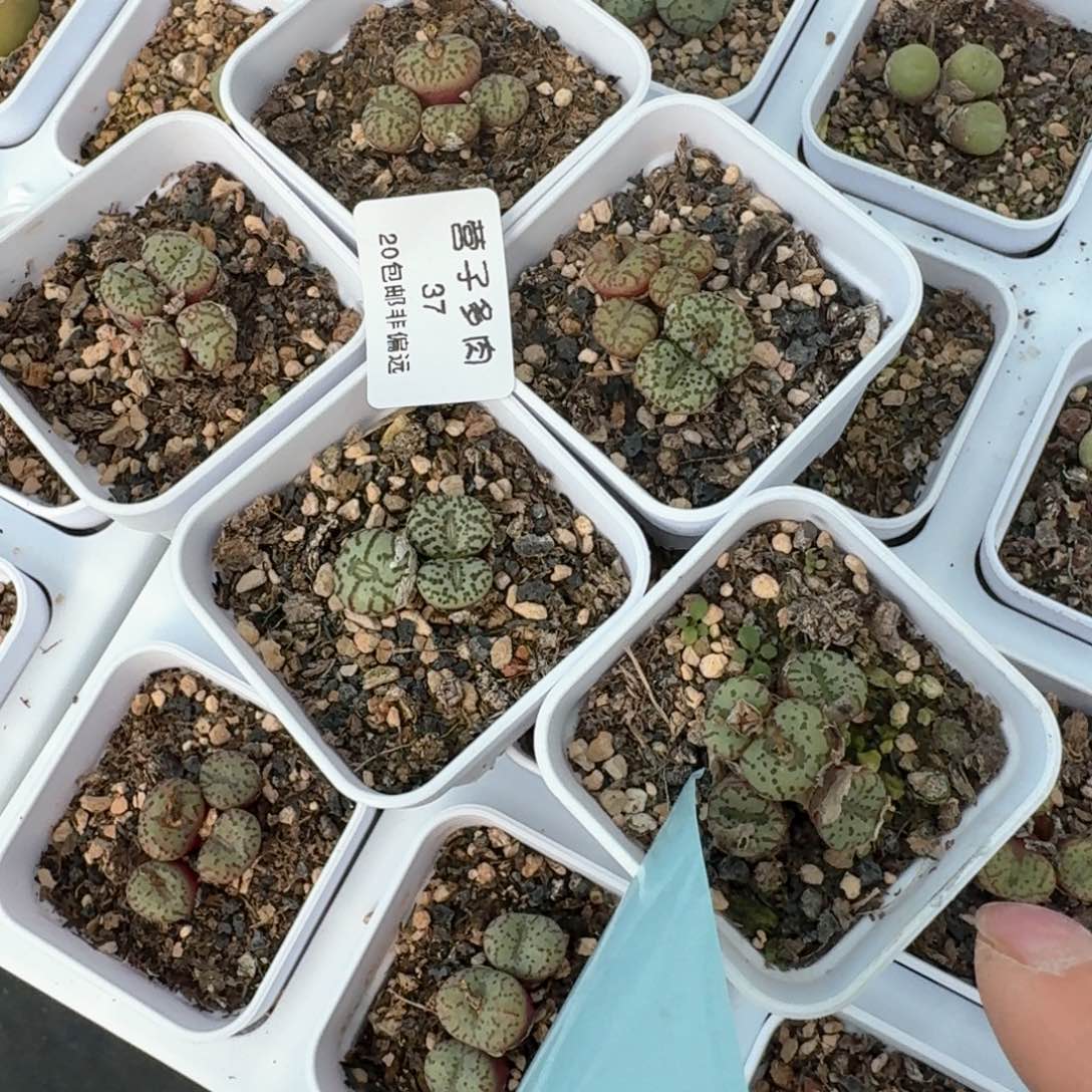 37五颗带盆土发货000000