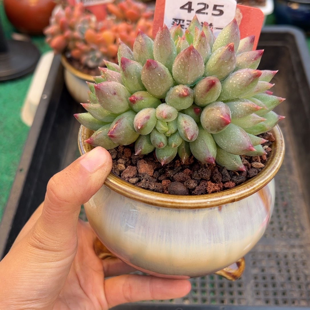 表妹精品多肉植物425.