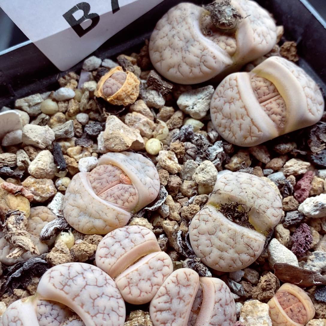 我的小姐姐们都是我的776