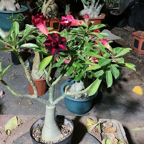 【闪购商品】无花朵蓝*