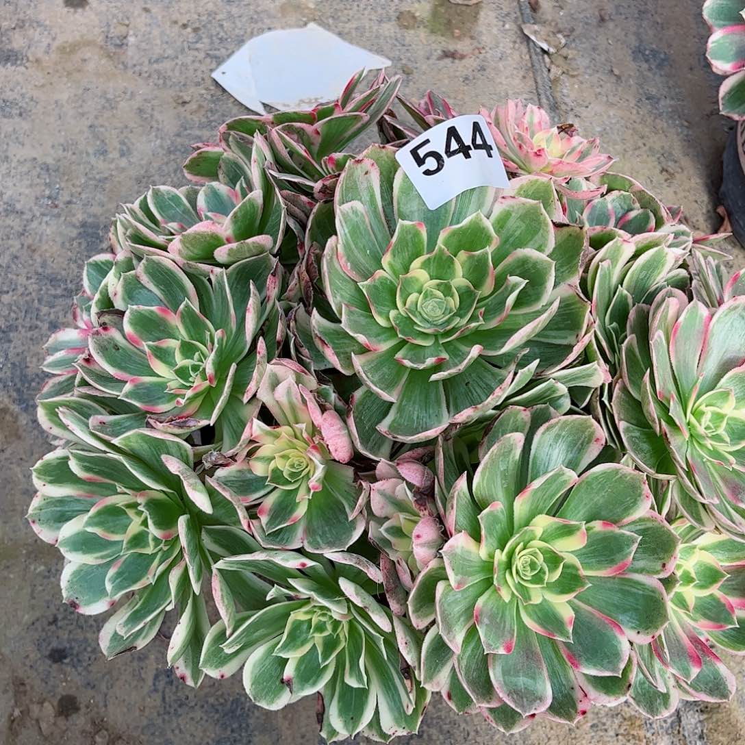 无花朵李*多肉植物544