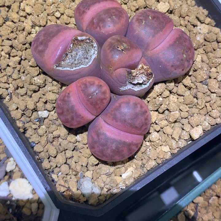 精品多肉植物紫石榴6头