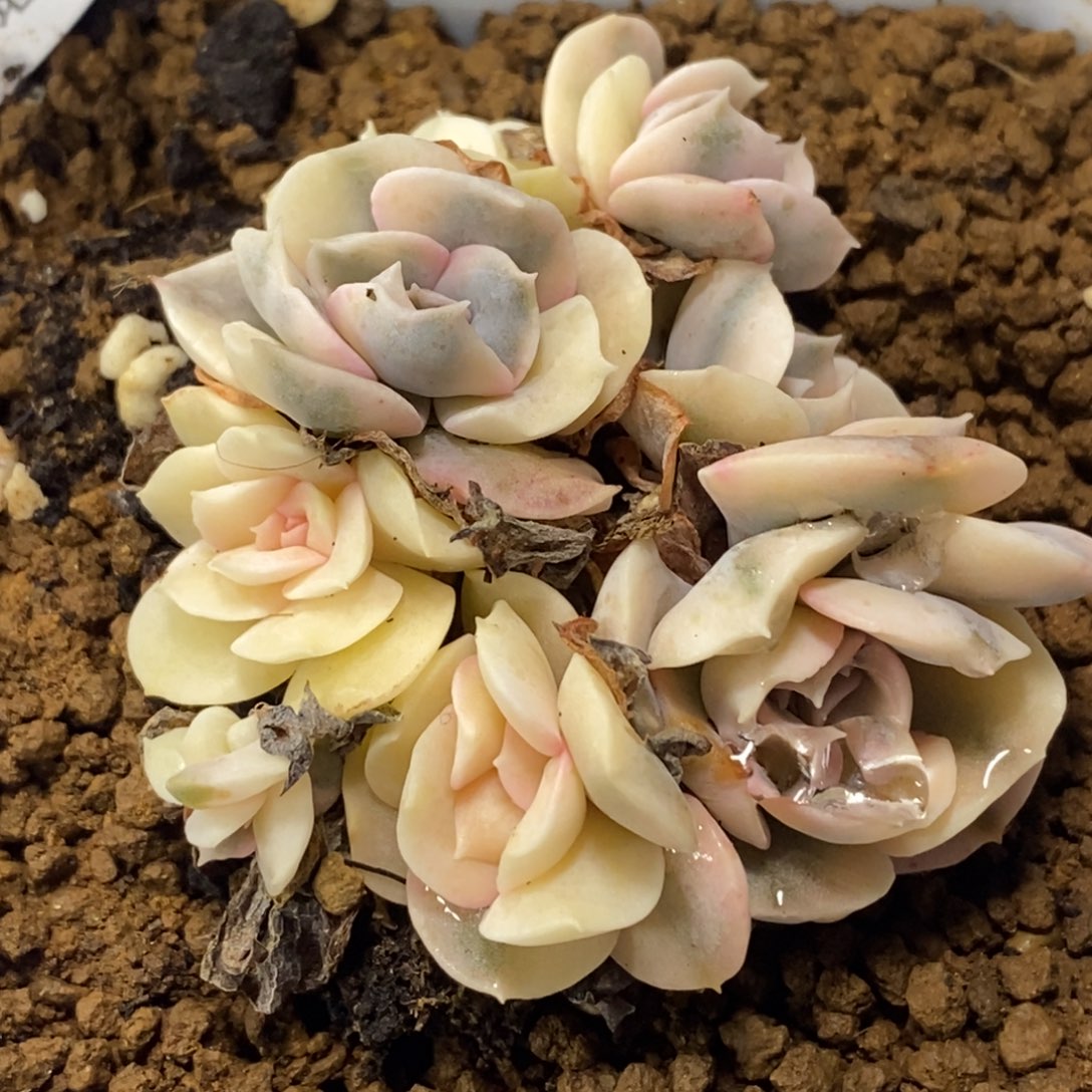 189利比里亚锦 小方花圃一物一拍