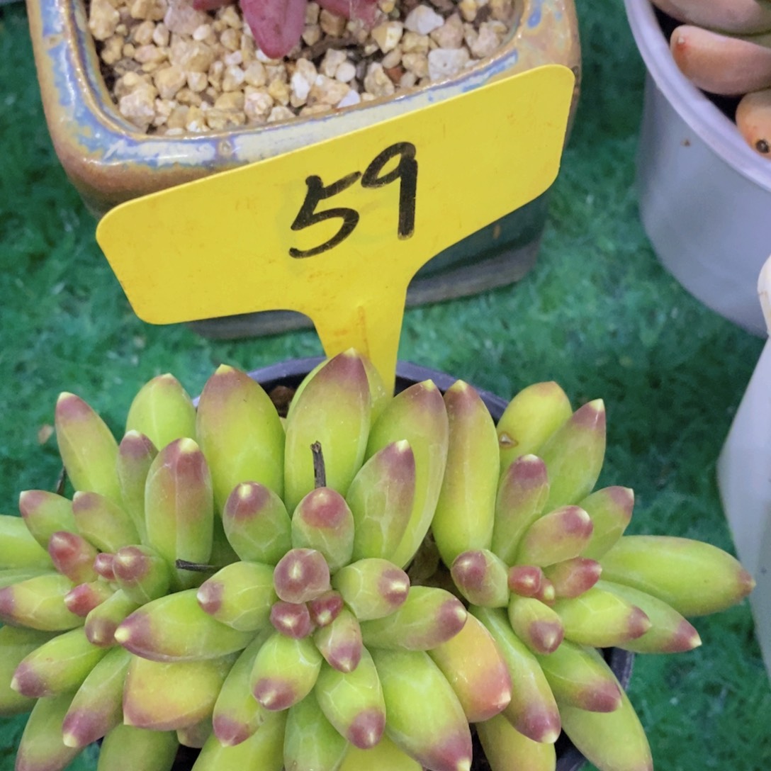 开心多肉，首播2场，一单包邮