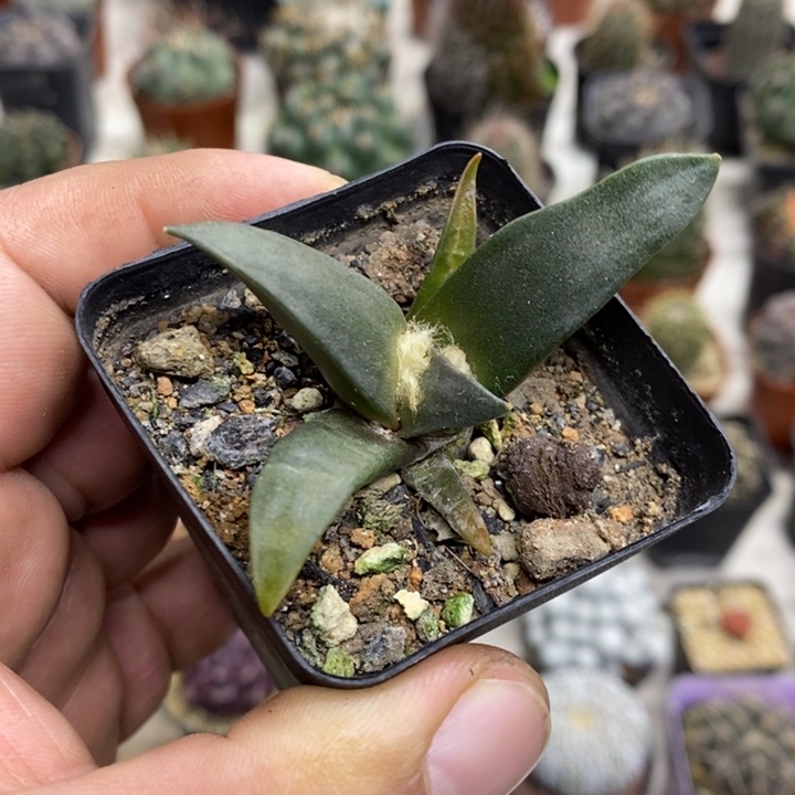 实生岩牡丹特价福利