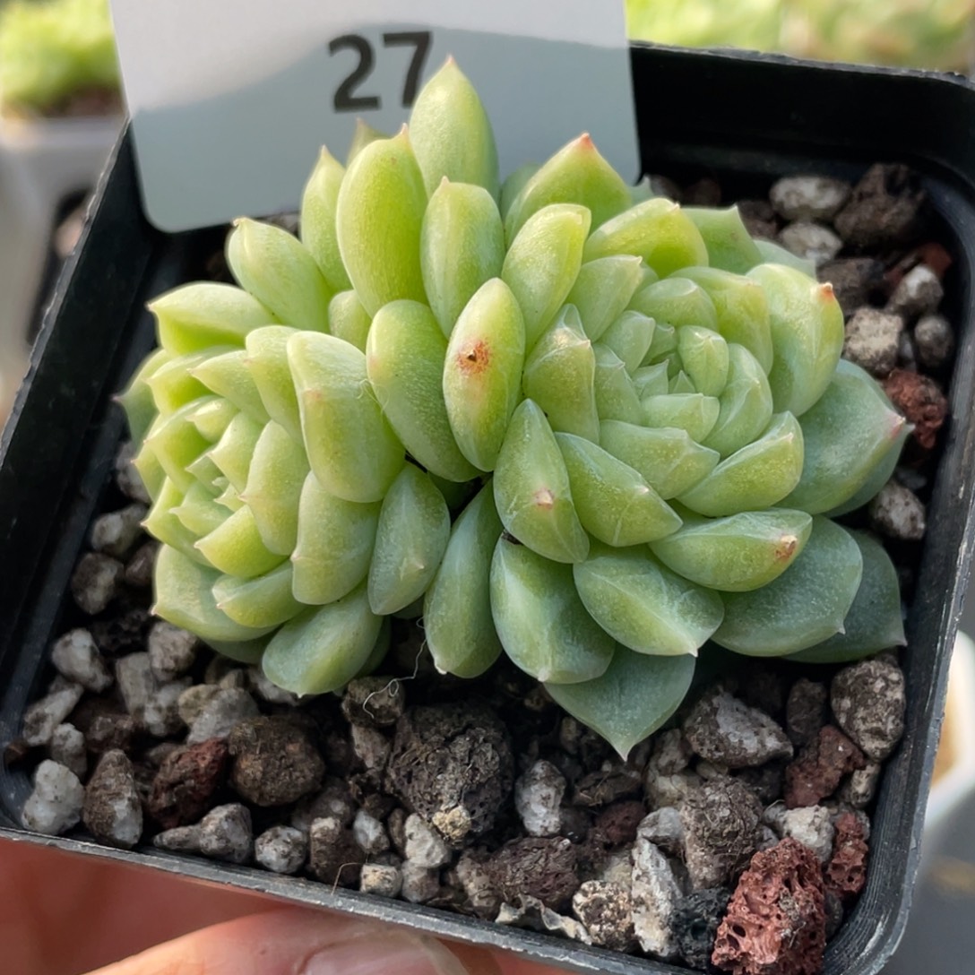 27号糖心冰心珍妮 泼天富贵