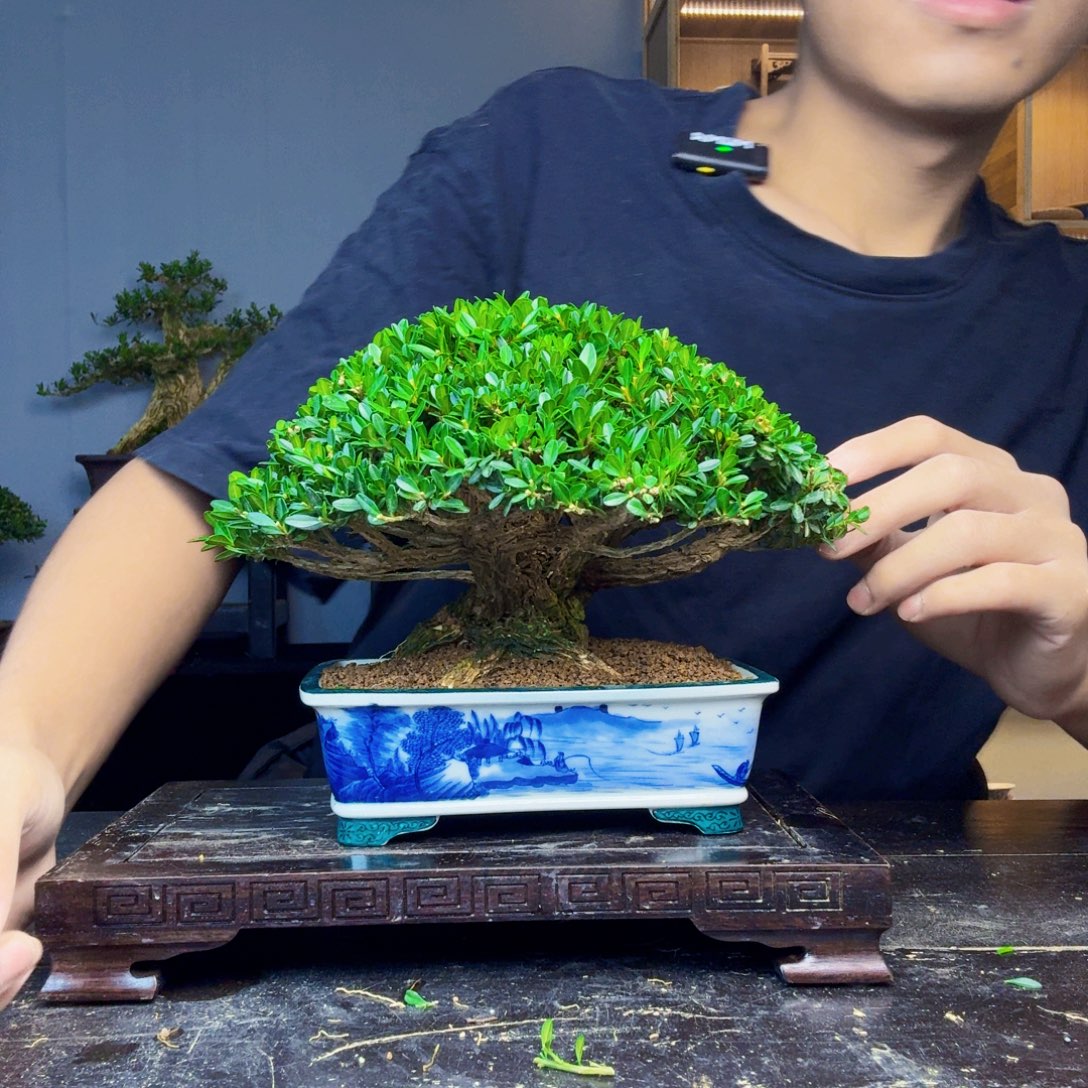 小***花无花朵黄杨盆景一物一拍