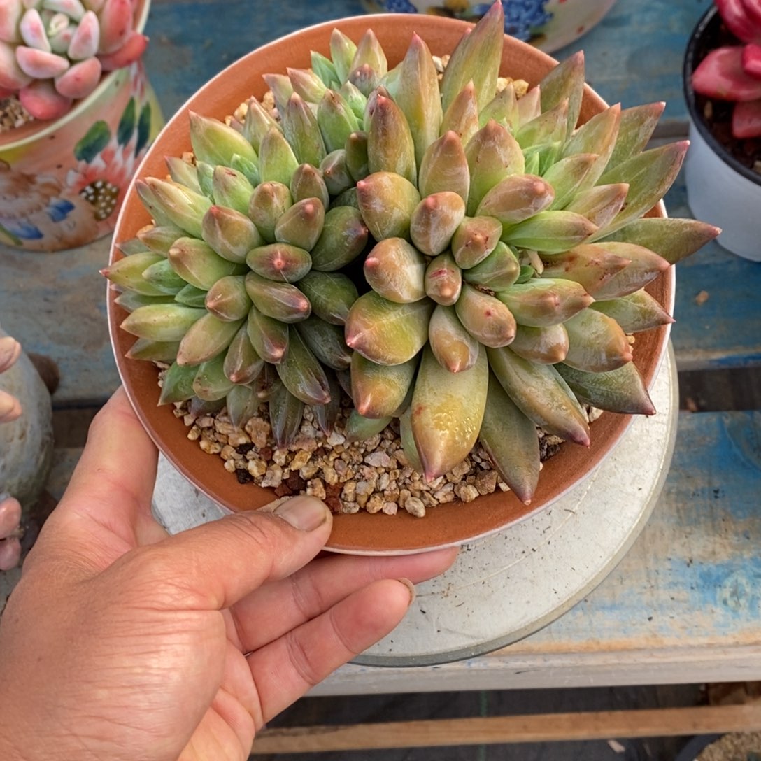 多肉植物一物一拍