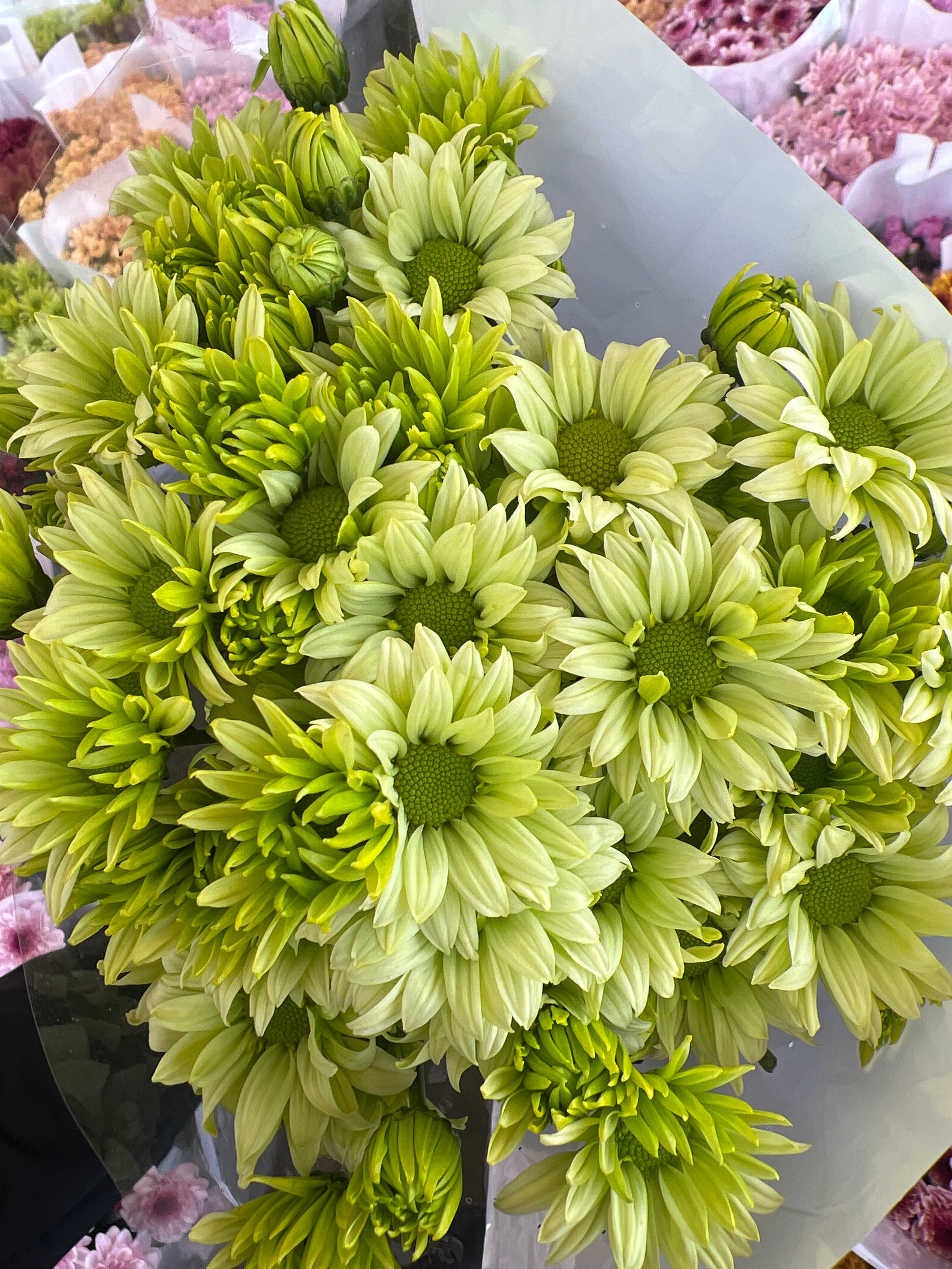 绿色系小菊10支含20%耗损❤快递揽收后不支持退款