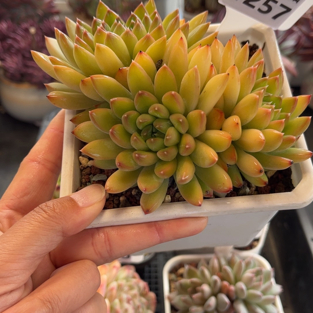 1257 天冷必拍保温箱