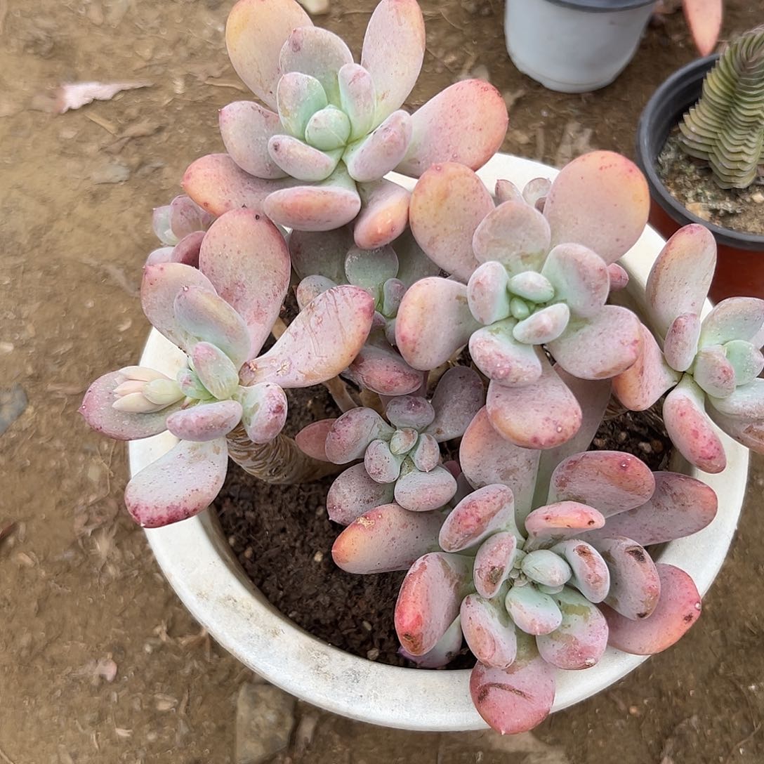 多肉植物多肉植物