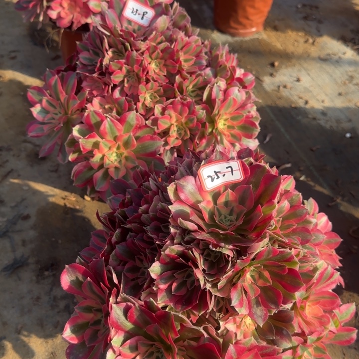 25-7-8女巫妖装多肉不包售后2